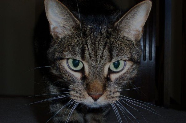 simonthekat.com